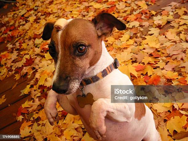 Biscotto Per Cani Testa - Fotografie stock e altre immagini di Albero - Albero, Animale, Animale da spettacolo