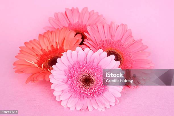 Fondo Rosa Gerberas Sobre Lienzo Foto de stock y más banco de imágenes de Belleza de la naturaleza - Belleza de la naturaleza, Cabeza de flor, Cuatro objetos