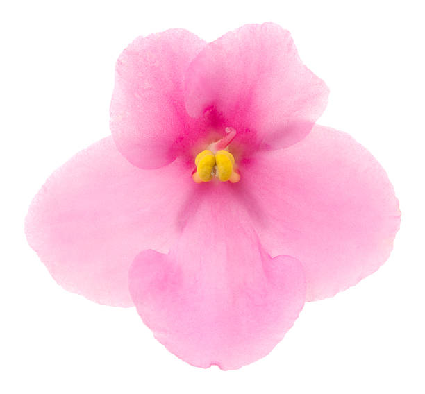 saintpaulia - stamen purple african violet clipping path zdjęcia i obrazy z banku zdjęć