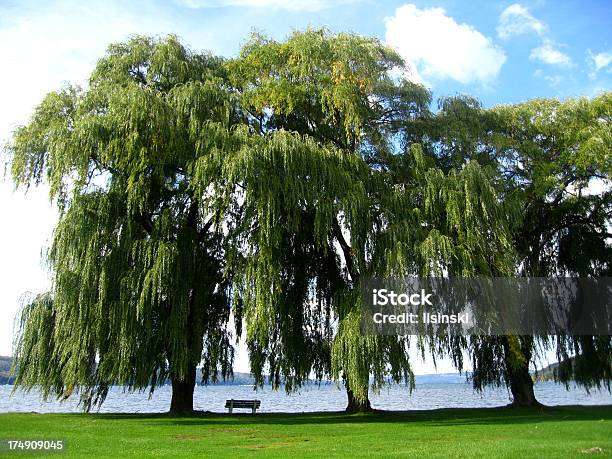 Albero Di Salice Sul Lago - Fotografie stock e altre immagini di Albero - Albero, Ambientazione tranquilla, Baia di Ha Long