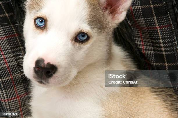 Foto de Linda Husky Do Cachorrinho e mais fotos de stock de Animal - Animal, Animal de estimação, Assistindo