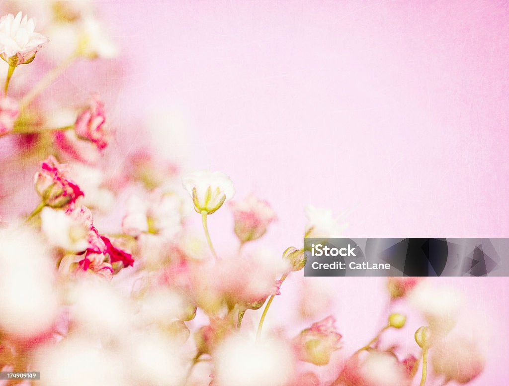Изящные маленьких цветочков - Стоковые фото Без людей роялти-фри