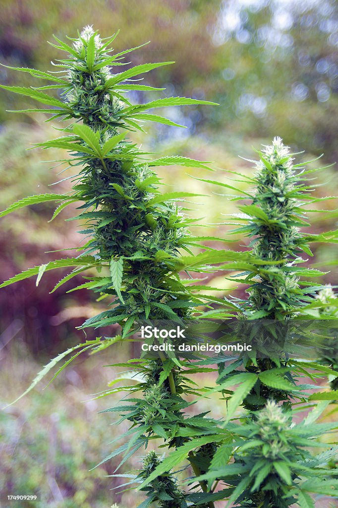 Cannabis - Foto stock royalty-free di Abuso