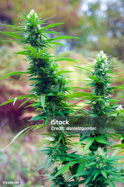 Cannabis - Fotografie stock e altre immagini di Abuso - Abuso, Abuso di sostanze stupefacenti, Agricoltura