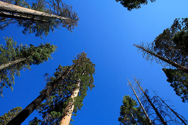 Sequoia National Park trees stock photo