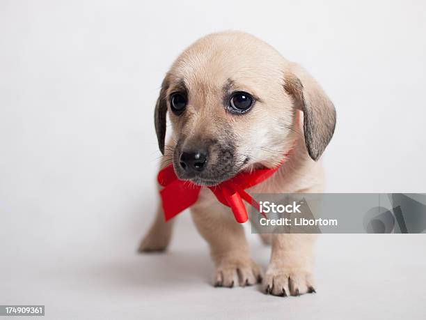 Sweet Cucciolo - Fotografie stock e altre immagini di Amicizia - Amicizia, Animale, Animale da compagnia