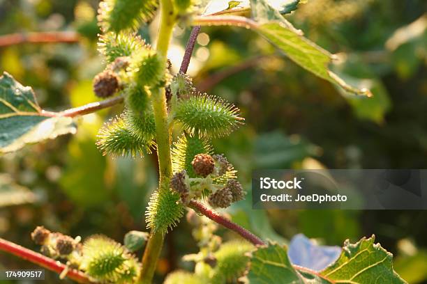 Photo libre de droit de Bur Ce Nest Pas Le Froid banque d'images et plus d'images libres de droit de Couleur verte - Couleur verte, Horizontal, Lampourde glouteron