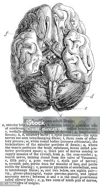 Human Brain Stock Illustration - Download Image Now - Corpus Callosum ...