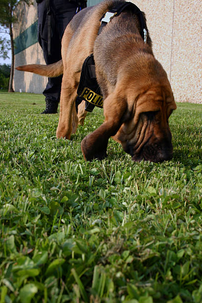 Police K-9 Bloodhound "A police dept. K-9 Bloodhound with his nose to the ground tracking a suspect.Jimbo is a male Bloodhound donated by the Jimmy Rice Foundation to the Tampa Police Dept. Sadly Jimbo has passed away but his memory lives on in Istock and in your designs!Please let me know how you use this image so I can forward it to his handler.Thanks,Luis" bloodhound stock pictures, royalty-free photos & images