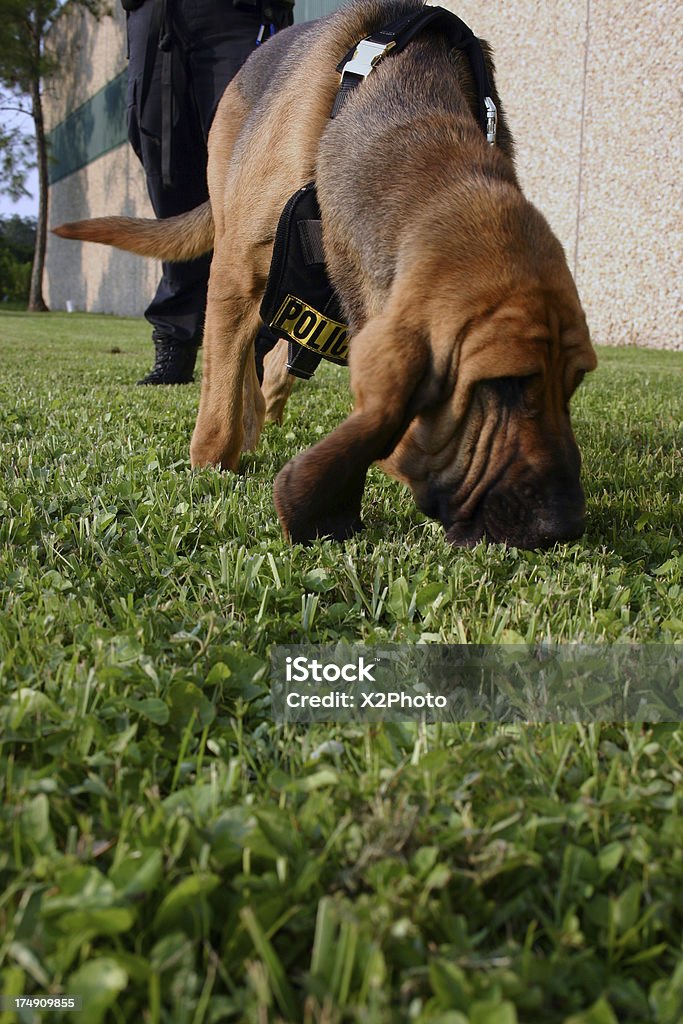 Polícia K-9 Bloodhound - Royalty-free Bloodhound Foto de stock