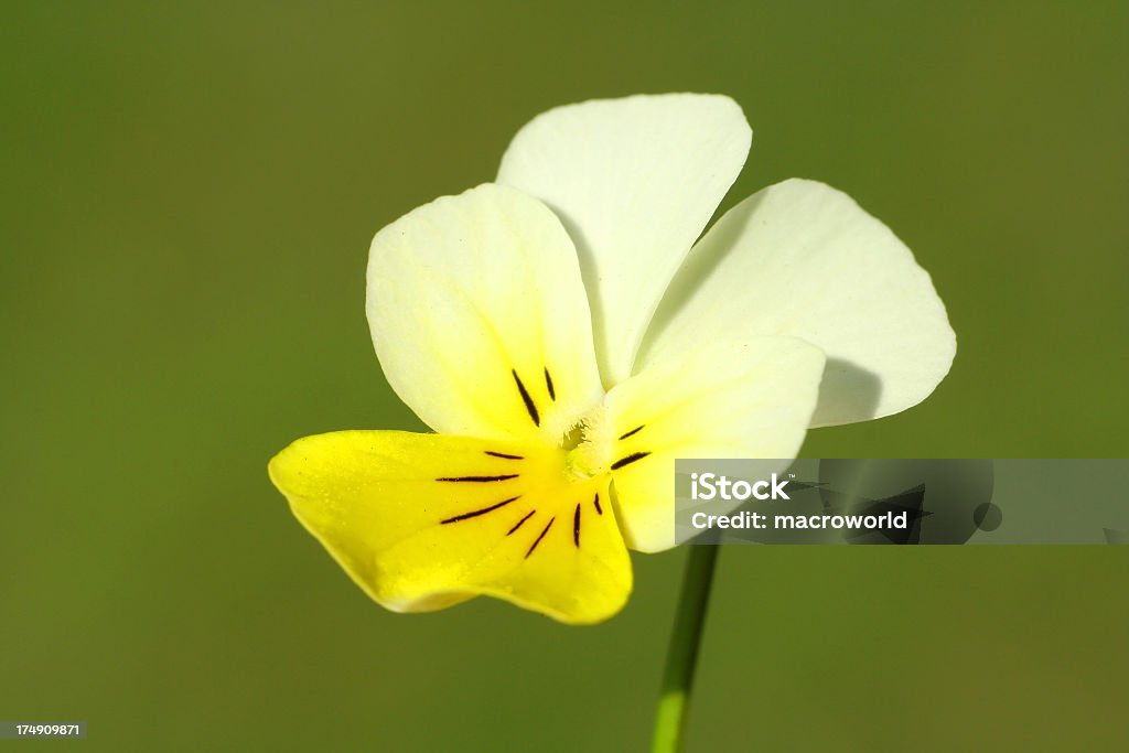 Piękna Wiosna kwiatów na zielonym tle-Zbliżenie - Zbiór zdjęć royalty-free (Bez ludzi)