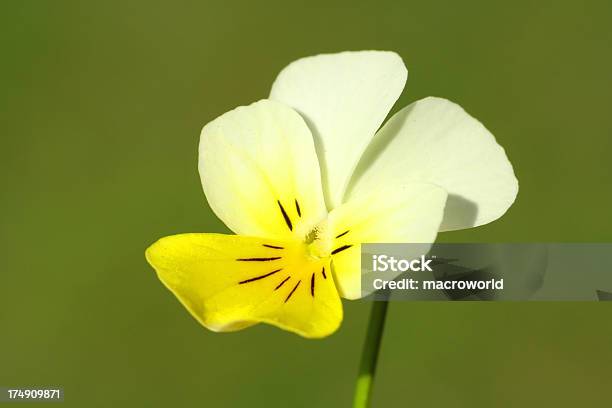 Piękna Wiosna Kwiatów Na Zielonym Tlezbliżenie - zdjęcia stockowe i więcej obrazów Bez ludzi - Bez ludzi, Bliskie zbliżenie, Botanika