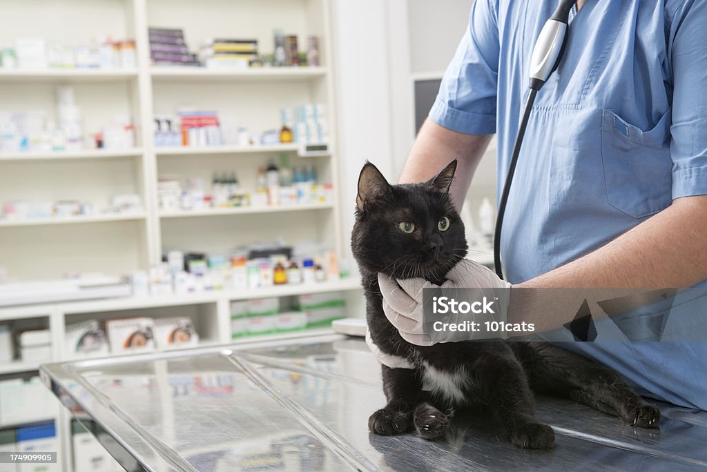 examining cat on desk A veterinarian examining a cat in an animal clinic. Medical Clinic Stock Photo