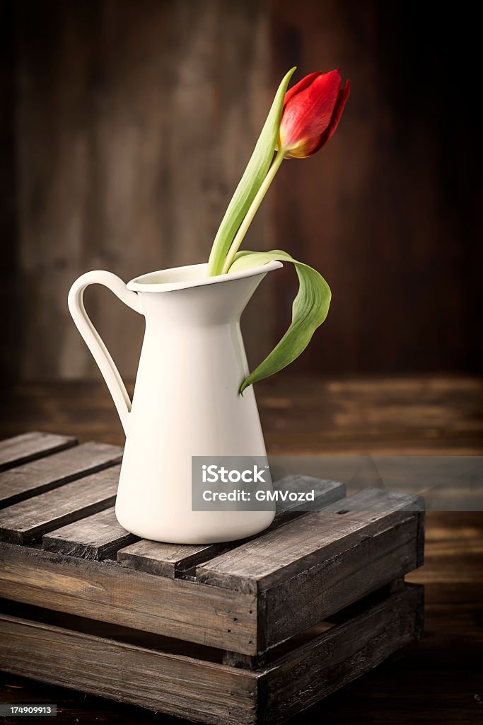 Красный тюльпан - Стоковые фото Без людей роялти-фри