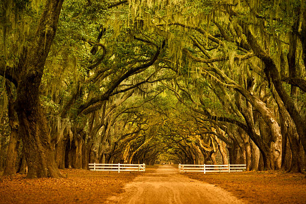 istock Oak trees in Savannah Georgia 174910069