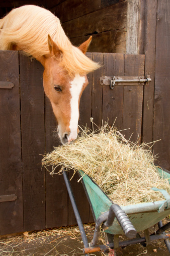 Pretty chestnut pony reaches over stable door and steals hay from wheelbarrow left too close.