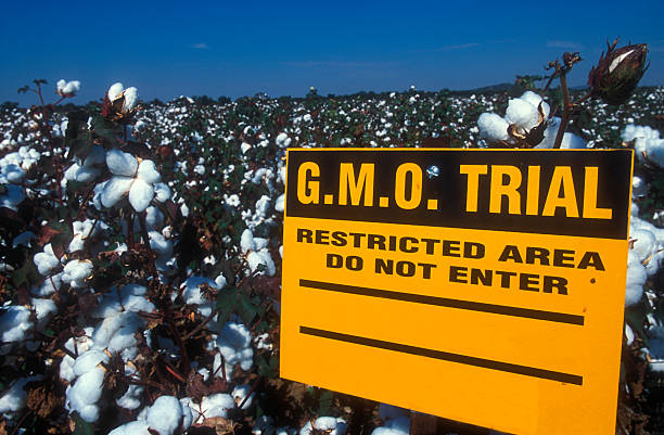 gmo - transgenic cotton ストックフォトと画像