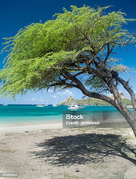Turkusowy Beach Escape - zdjęcia stockowe i więcej obrazów Drzewo - Drzewo, Egzotyczne drzewo, Egzotyka