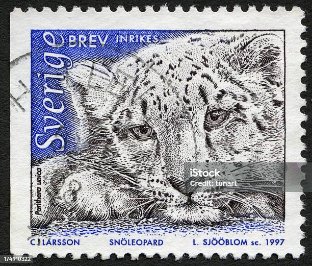 Onza Foto de stock y más banco de imágenes de Animal - Animal, Felino, Felino salvaje - iStock Onza Foto de stock y más banco de imágenes de Animal - Animal, Felino, Felino salvaje - iStock