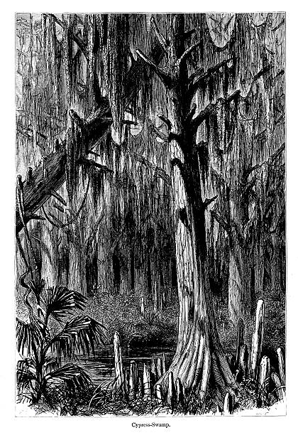 istock Cypress Swamp, Mississippi River, USA 174910362