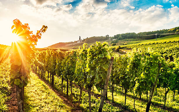 viñedo de una noche de verano - rheingau fotografías e imágenes de stock