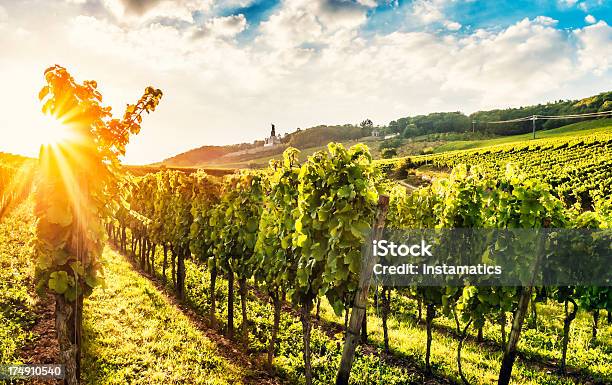 Verão Noite Vinha - Fotografias de stock e mais imagens de Vinha - Vinha, Rheingau, Rudesheim