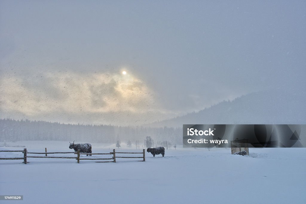 Ganado en la nieve Ventisca - Foto de stock de Agricultura libre de derechos