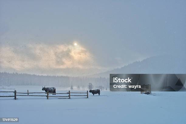 Ganado En La Nieve Ventisca Foto de stock y más banco de imágenes de Agricultura - Agricultura, Aire libre, Animal