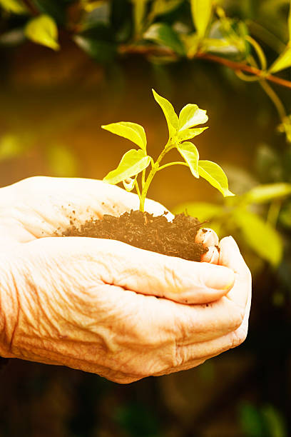 istock Age and youth: old hands holding young green plant 174911532