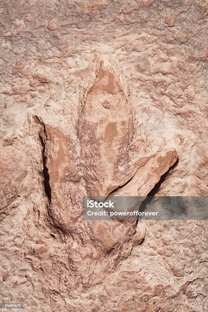화석화 다이노소어 점유공간 - 로열티 프리 0명 스톡 사진