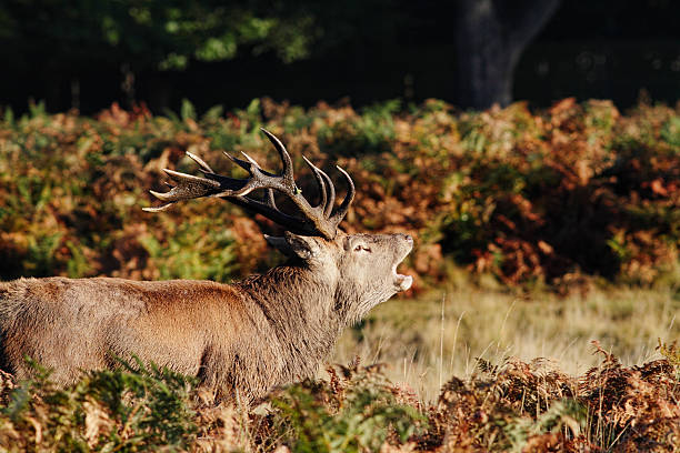 istock Roaring rutting red deer stag in profile 174911736