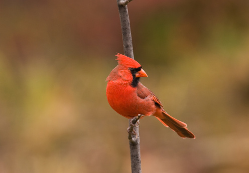 Red male Cardinal perching on a branch, with fall color background,  Ottawa, Ontario, Canada