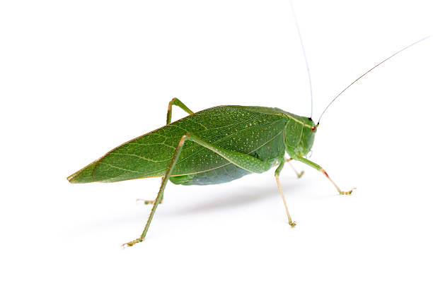 Broad-winged Katydid - Insect Mimicry stock photo