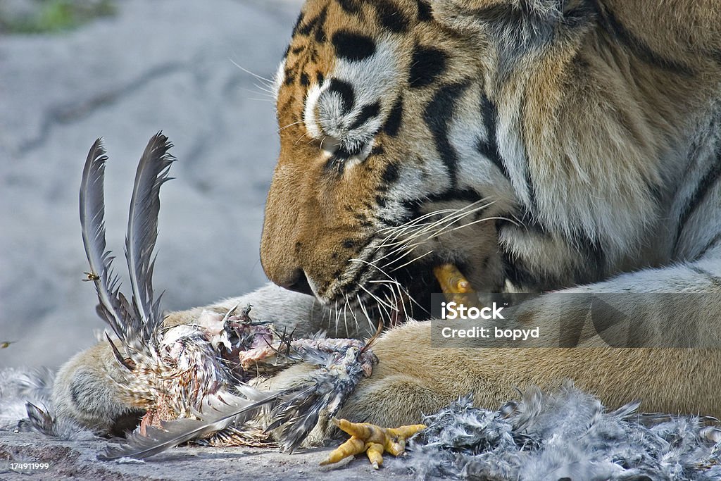 Tiger haben eine Huhn-Abendessen - Lizenzfrei Tiger Stock-Foto
