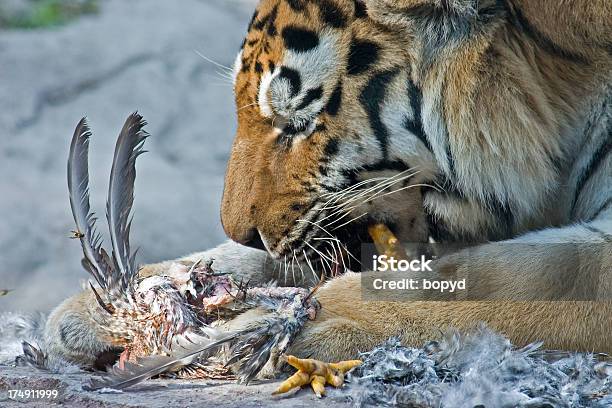 Tiger Haben Eine Huhnabendessen Stockfoto und mehr Bilder von Tiger - Tiger, Tiere bei der Jagd, Bewegung