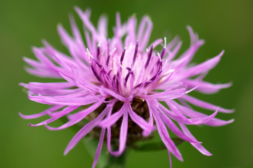 Knapweed Flower Head