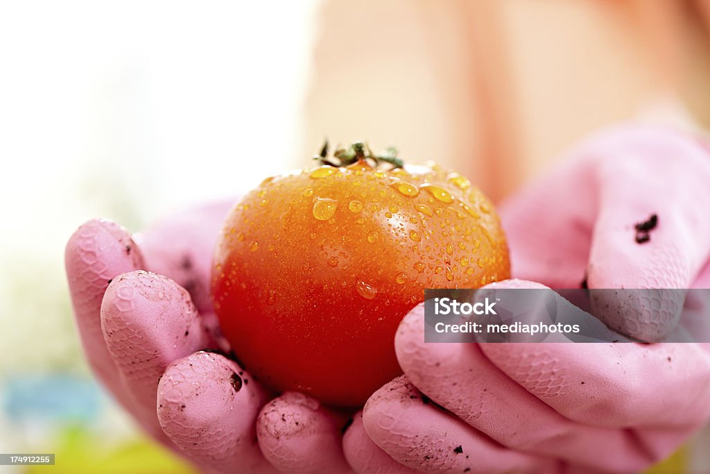 Tomate fraîches - Photo de Activité agricole libre de droits