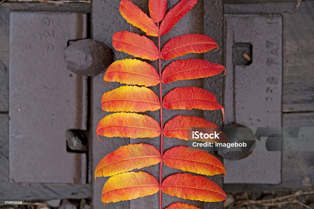 Herbst Sumach - Lizenzfrei Abstrakt Stock-Foto