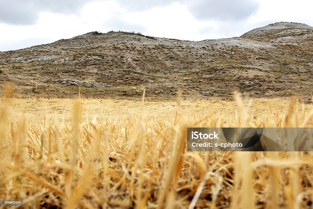 Field (Clique para mais) - Foto de stock de Agricultura royalty-free