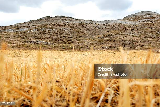 Foto de Field e mais fotos de stock de Agricultura - Agricultura, Ajardinado, Amarelo