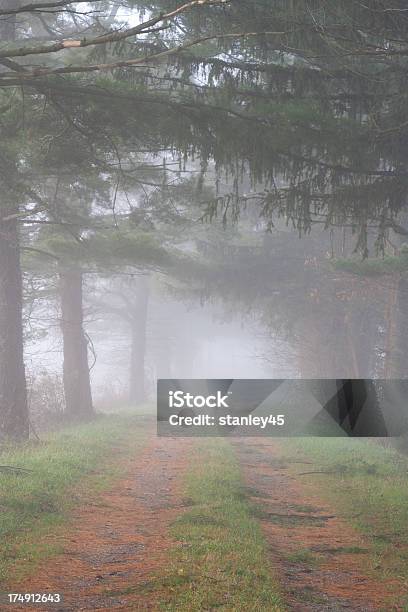 Percorso Nella Foresta Nella Nebbia - Fotografie stock e altre immagini di Alba - Crepuscolo - Alba - Crepuscolo, Albero, Ambientazione esterna