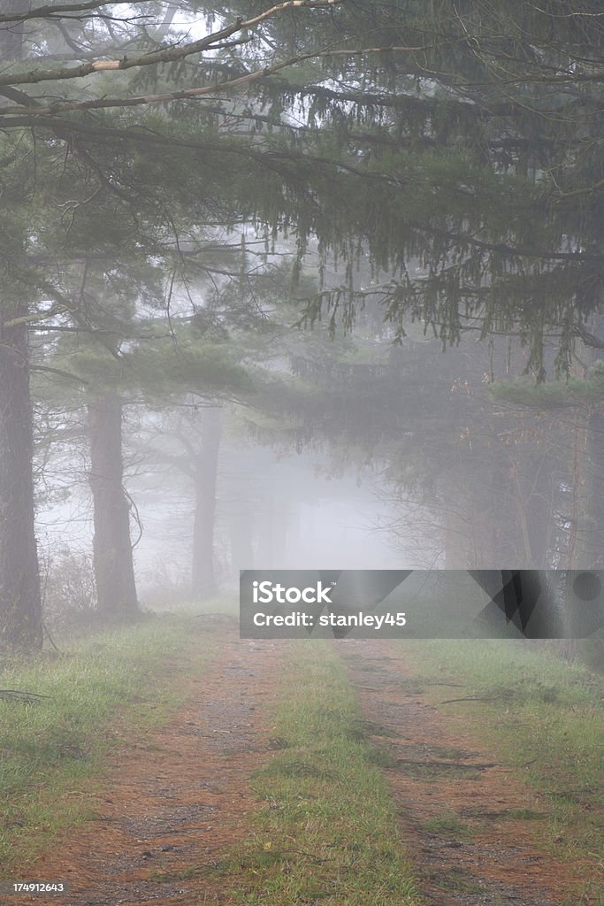 Forest path in the fog Morning fog on a dirt road lined with Pine Trees on both sides Autumn Stock Photo