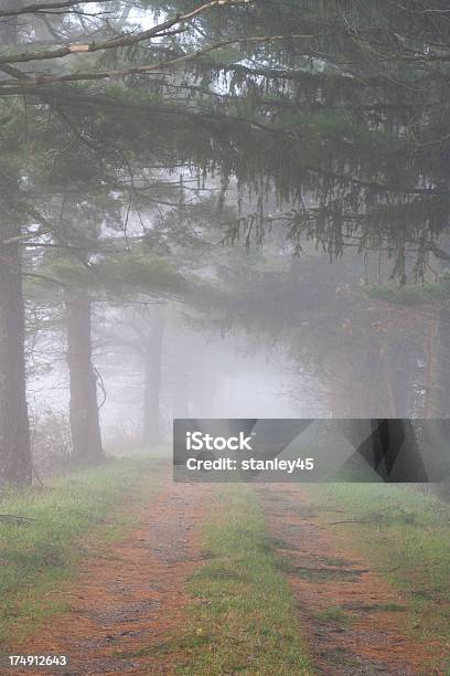 Forest Path In The Fog Stock Photo - Download Image Now - Autumn, Beauty In Nature, Coniferous Tree