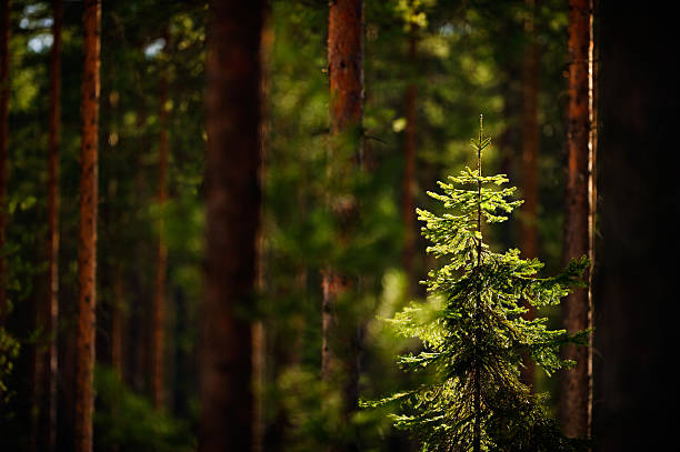 boreal forest - granskog bildbanksfoton och bilder