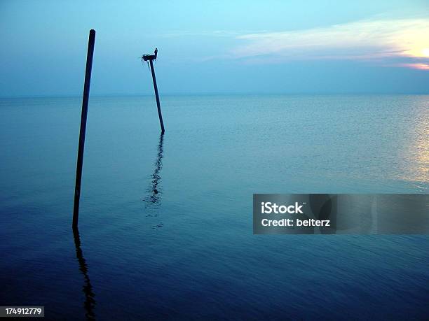 Calma A Nido - Fotografie stock e altre immagini di Acqua - Acqua, Ambientazione tranquilla, Animale