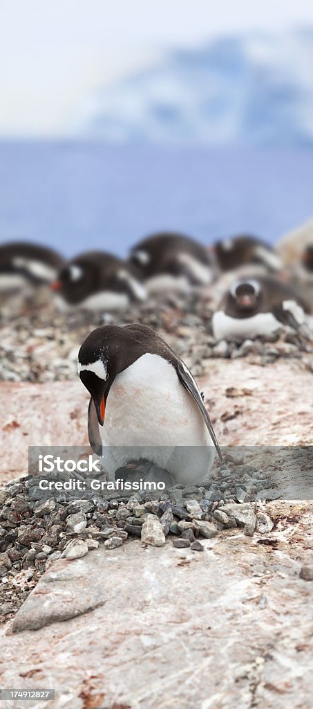 Antarktis Eselspinguin auf nest - Lizenzfrei Antarktis Stock-Foto