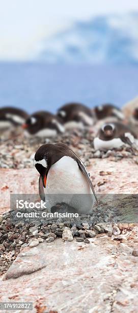 Antarktis Eselspinguin Auf Nest Stockfoto und mehr Bilder von Antarktis - Antarktis, Auf den Hinterbeinen, Ausbrüten