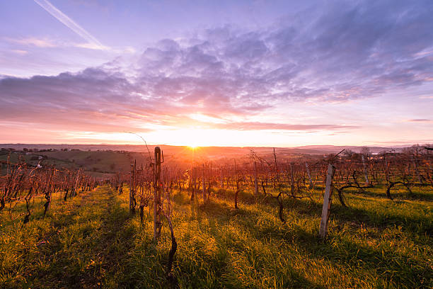 early morning on Tuscan vineyards.