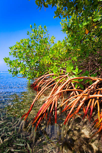 istock Red mangrove forest and shallow waters in a Tropical island 174912853