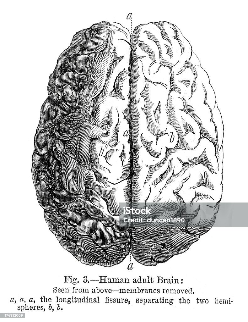 Human Gehirn - Lizenzfrei Altertümlich Stock-Illustration